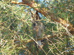 FZ011112 Long-eared owl (Asio otus) in tree.jpg